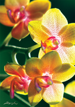 Orchidea - Puzzle Nature Limited Edition KT47051