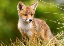 Little Fox on the Meadow