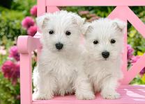 White Terrier Puppies XV81215